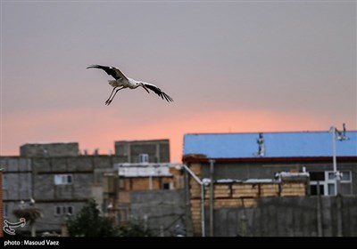 میزبانی روستای مایان سفلی از لک‌لک‌های مهاجر