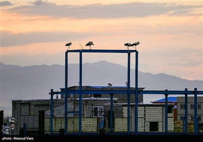 میزبانی روستای مایان سفلی از لک‌لک‌های مهاجر