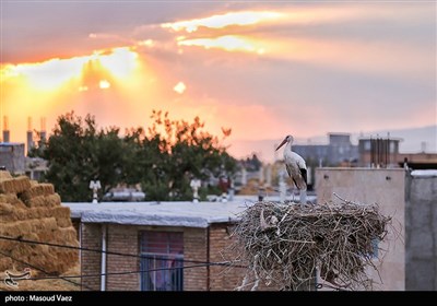 میزبانی روستای مایان سفلی از لک‌لک‌های مهاجر