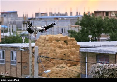 میزبانی روستای مایان سفلی از لک‌لک‌های مهاجر