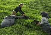 Iran Exports over 4,800 Tons of Tea in 5-Month Period