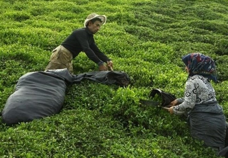 Iran Exports over 4,800 Tons of Tea in 5-Month Period