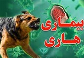 افزایش نگرانکننده حیوانگزیدگی در البرز
