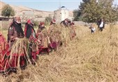 جشنواره برنج در روستای سنگ‌دیوار کلات برگزار شد+عکس