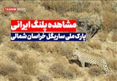 شکوه پلنگ ایرانی در کوهستان‌های خراسان شمالی + فیلم