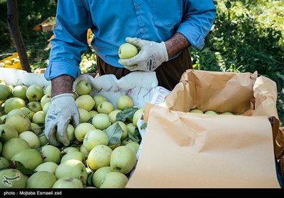 برداشت سیب از باغ های ارومیه