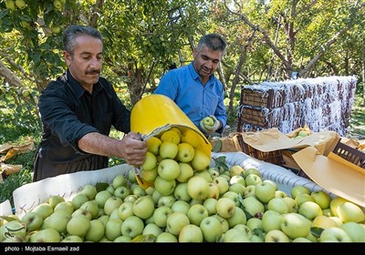 برداشت سیب از باغ های ارومیه