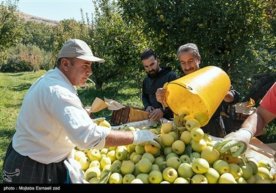 برداشت سیب از باغ های ارومیه