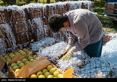 برداشت سیب از باغ های ارومیه