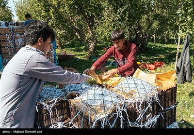 برداشت سیب از باغ های ارومیه