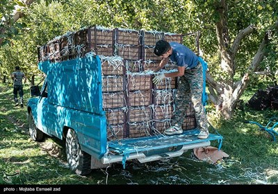 برداشت سیب از باغ های ارومیه