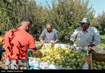 برداشت سیب از باغ های ارومیه