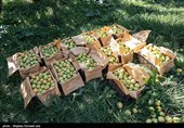 لزوم شناسنامهدار شدن مزارع برای ساماندهی مصرف سموم