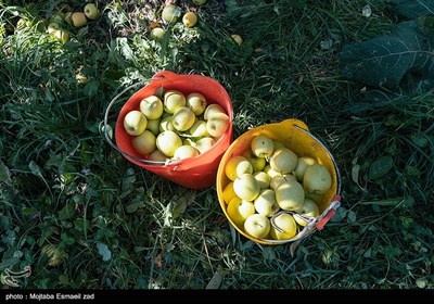 برداشت سیب از باغ های ارومیه