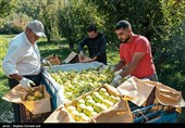 برداشت سیب در کهگیلویه و بویراحمد؛ دلالان برنده، کشاورزان بازنده+تصویر