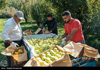 برداشت سیب از باغ های ارومیه