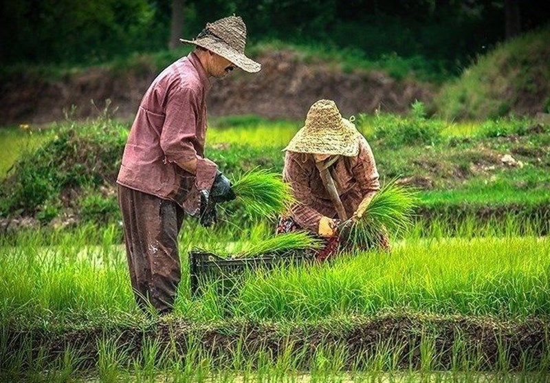 حال خوش برنجکاران با برداشت &quot;رتون&quot;/ طلای دوباره‌زاد چیست؟