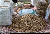 از دل کوه تا بازار؛ گردوی لرستان در جایگاه سوم کشور