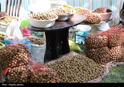 جشنواره گردوی سهرورد خدابنده