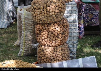 جشنواره گردوی سهرورد خدابنده