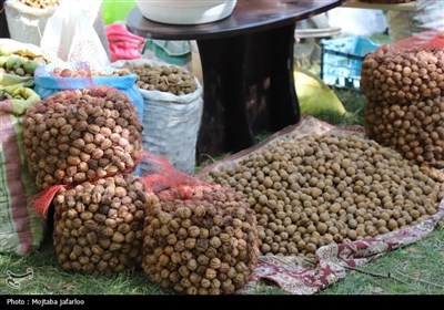 جشنواره گردوی سهرورد خدابنده