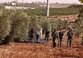 UN Warns of &apos;Most Dangerous&apos; Olive Harvest amid Israeli Settler Attacks