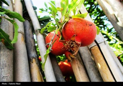 انارستانی برای تمام فصول/ دانه‌های رخشان در تنگه‌ای سبز