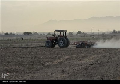 آغاز کشت گندم در 9800 هکتار اراضی بوشهر