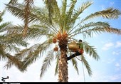 پیشبینی تولید 350 هزار تن خرما از نخلستانهای سیستان و بلوچستان