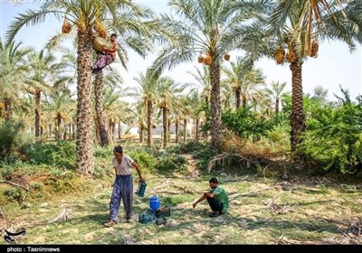 تولیدکنندگان خرما خواستار تسهیلات در گردش شدند