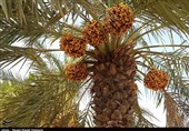 برداشت 2400 تن خرما از نخیلات بندر خمیر آغاز شد