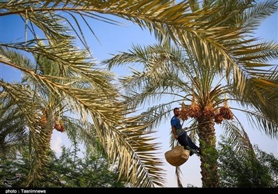 برداشت خرما از نخلستان‌های استان بوشهر