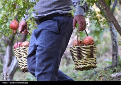 پنجمین جشنواره انار خداآفرین