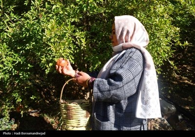 پنجمین جشنواره انار خداآفرین