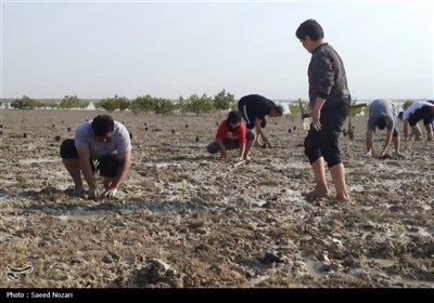 کاشت 300 هزار اصله نهال حرا در سواحل استان بوشهر