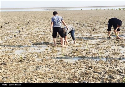 کاشت 300 هزار اصله نهال حرا در سواحل استان بوشهر