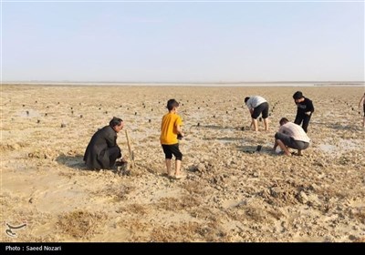 کاشت 300 هزار اصله نهال حرا در سواحل استان بوشهر