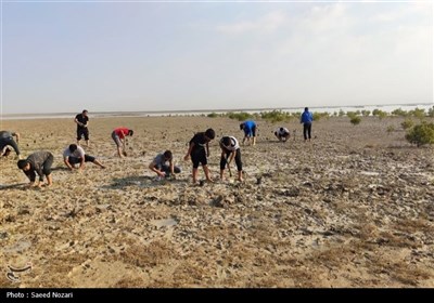 کاشت 300 هزار اصله نهال حرا در سواحل استان بوشهر