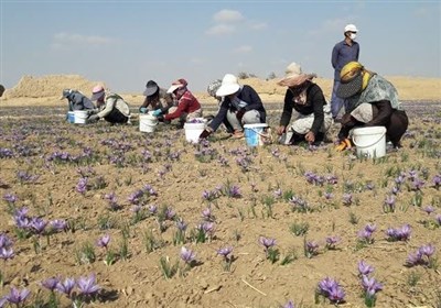 گشایش نماد معاملاتی گواهی سپرده کالایی 3 انبار زعفران