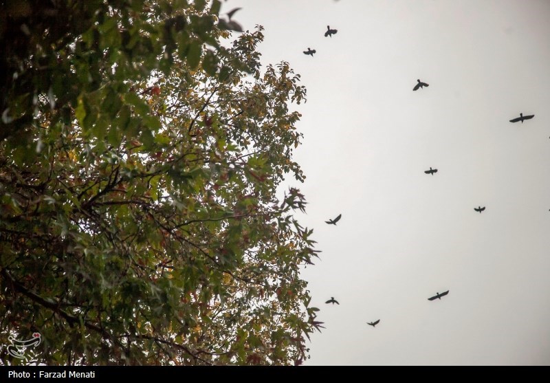 آبگرفتگی معابر در تهران فعلاً نداشته‌ایم