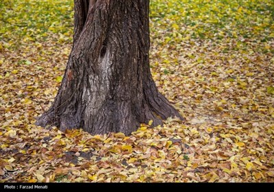 بارش باران پاییزی - کرمانشاه