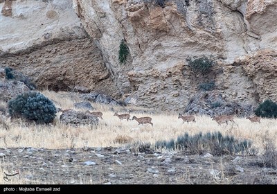 سرشماری پستانداران در جزایر پارک ملی دریاچه ارومیه