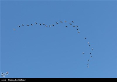 سرشماری پستانداران در جزایر پارک ملی دریاچه ارومیه