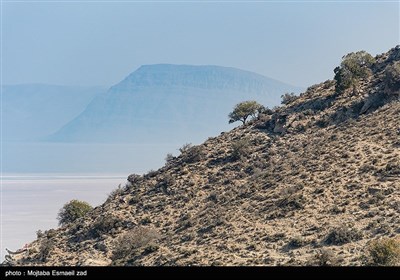 سرشماری پستانداران در جزایر پارک ملی دریاچه ارومیه