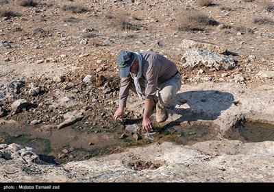 سرشماری پستانداران در جزایر پارک ملی دریاچه ارومیه