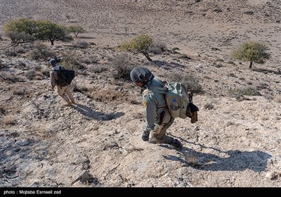 سرشماری پستانداران در جزایر پارک ملی دریاچه ارومیه