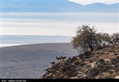 سرشماری پستانداران در جزایر پارک ملی دریاچه ارومیه