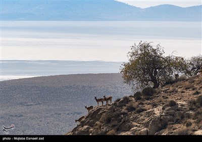 سرشماری پستانداران در جزایر پارک ملی دریاچه ارومیه