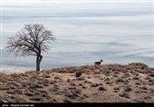 Wildlife Census Conducted on Lake Oroumiyeh Islands