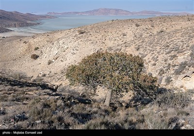 سرشماری پستانداران در جزایر پارک ملی دریاچه ارومیه